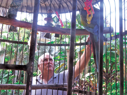 caesar parrot cage